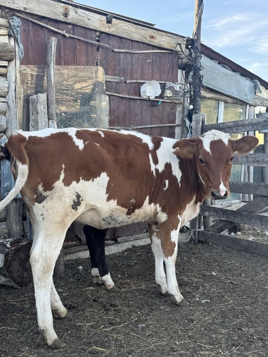 Продам Телок,бычок на откорме