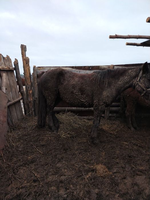 Продам кабылу 6 лет