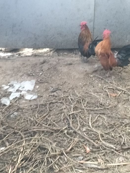 Карликовые петухи