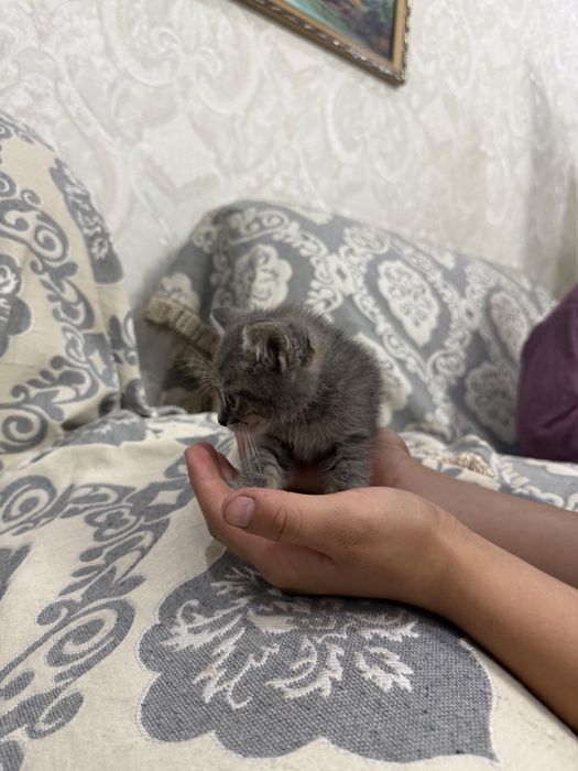 Отдам котенка даром