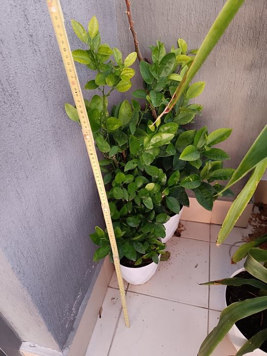 Стайни и градински растения