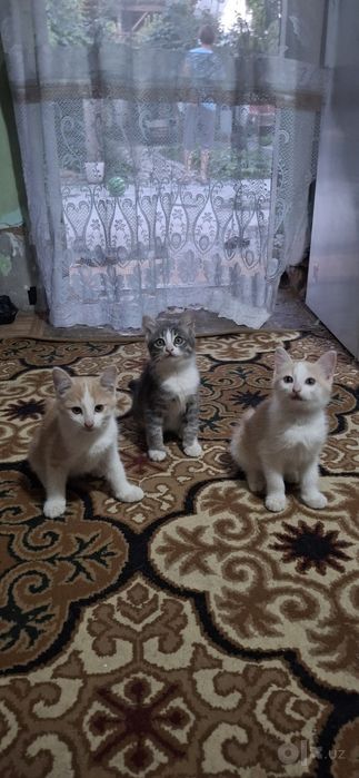 Котята в хорошие руки