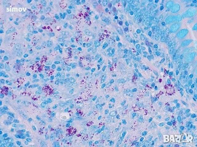 Основен фуксин 99 % прах за приготвяне разтвори за боядисване на коса.