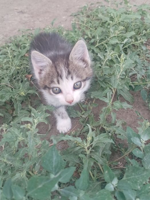 Продам кошку напишите на ватсап