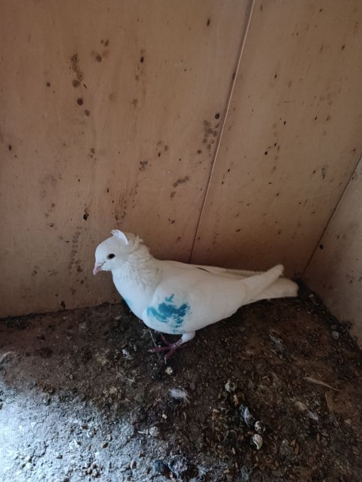 Голубь чубатый лет есть