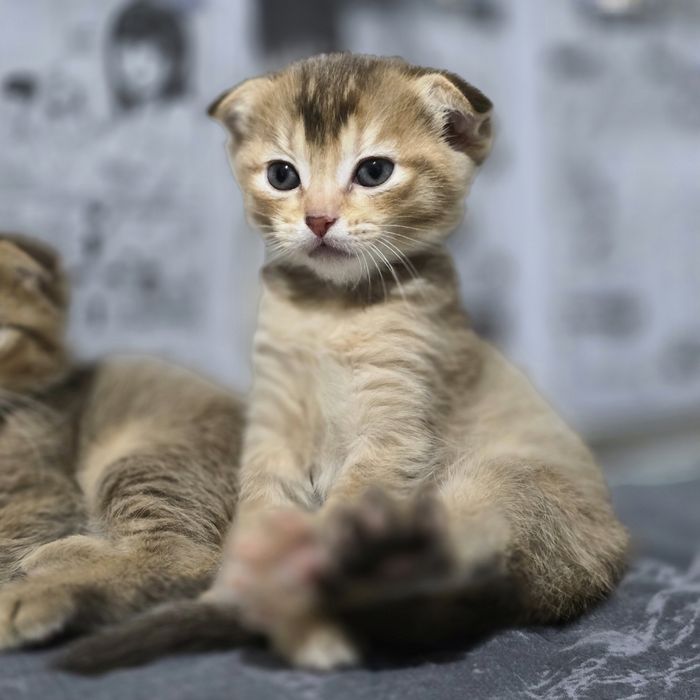 Продаю котят мальчик и девочка