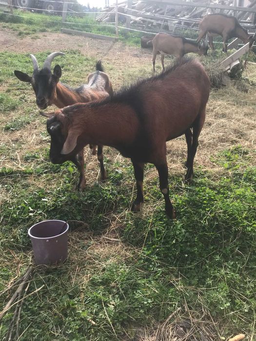 De vânzare lot capre