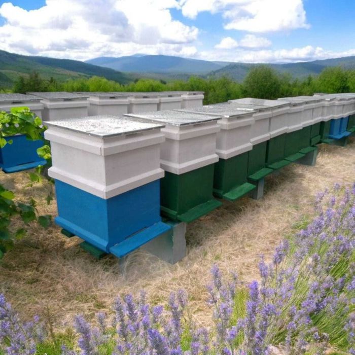 stup albine - orice model prețuri începând de la 155 lei/buc