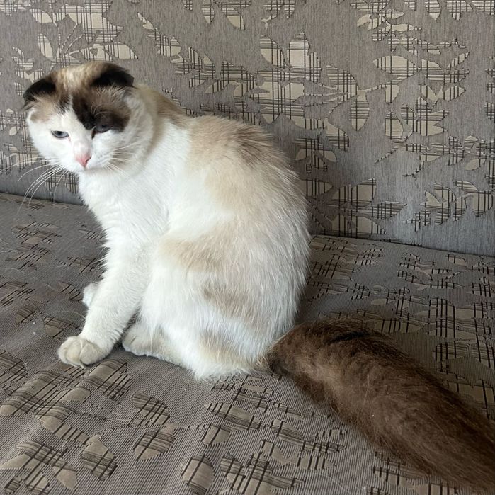 Отдам    кота