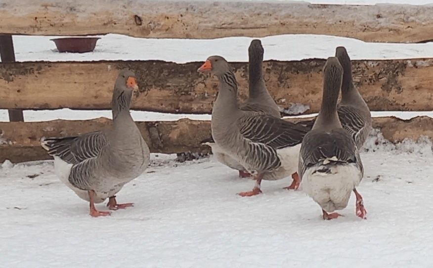 Гусята гусята гусята