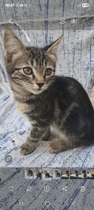 Отдам котят в хорошие руки с дальнейшим отслеживанием