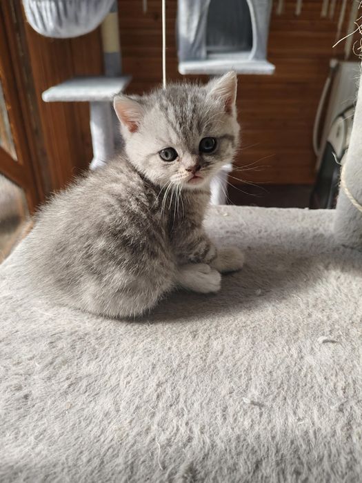 British shorthair