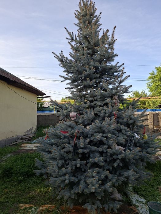 Продам голубую ель