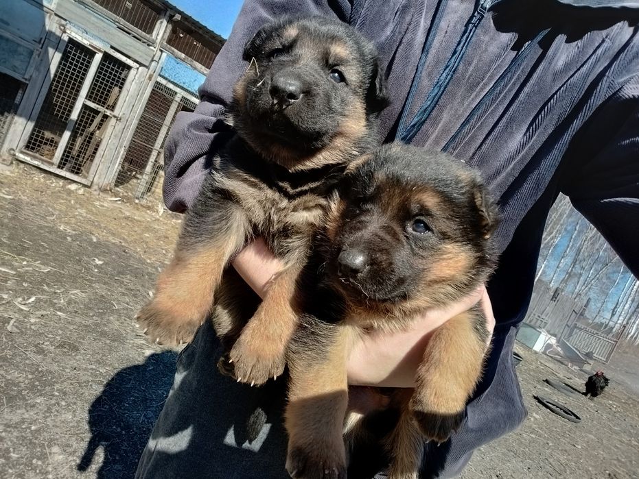 Щенки немецкой овчарки