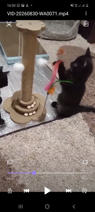 Дарю котенка,мальчик и девочка.