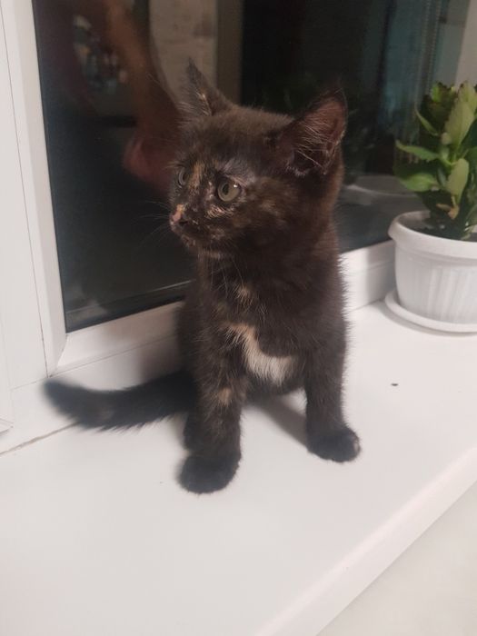 Отдам котёнка бесплатно