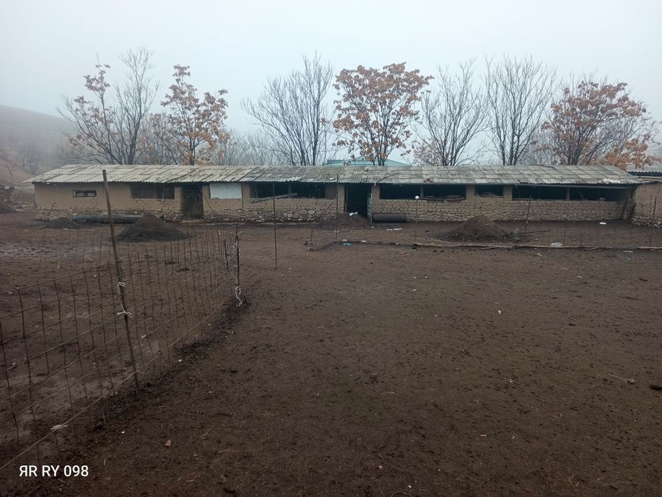 Tayor uy joy va chorva mollari uchun ham tayor hojalik