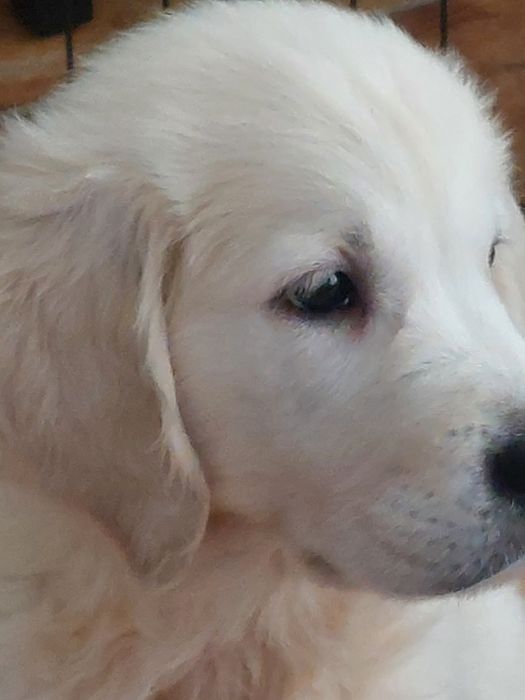 Vand catelus de golden retriever