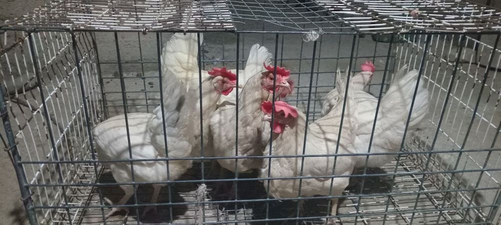 Ломан синди товуклари