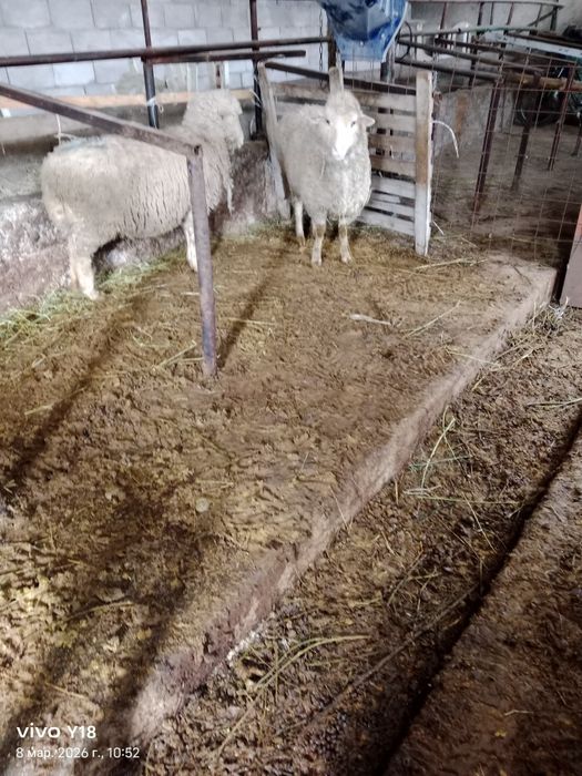 Қой сатамын меренос