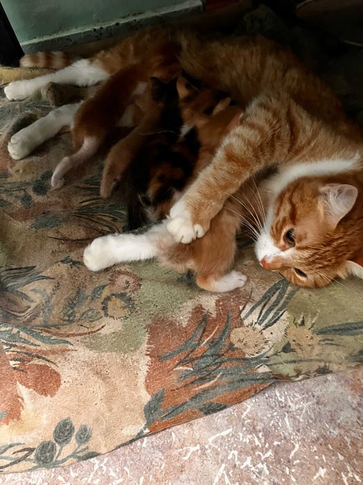 Котята отдам бесплатно