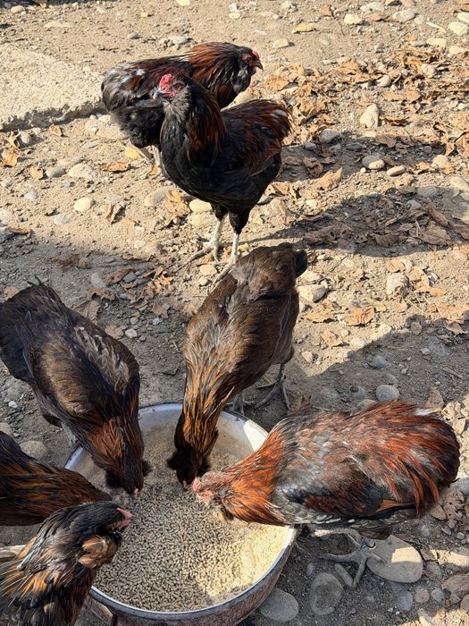 Araucana Potarnichiu Cocosi