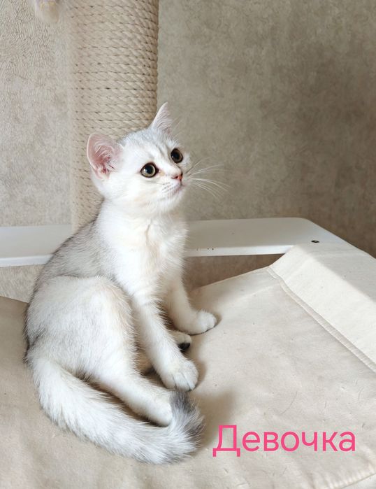 Британские котята