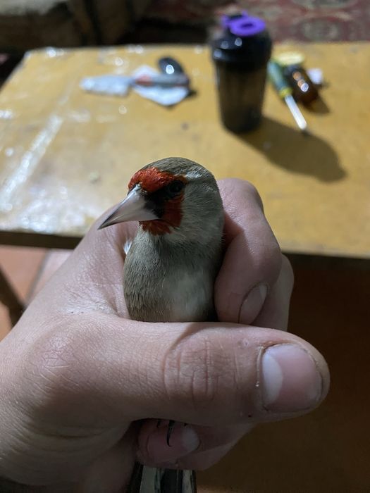 Щегол пепел самец