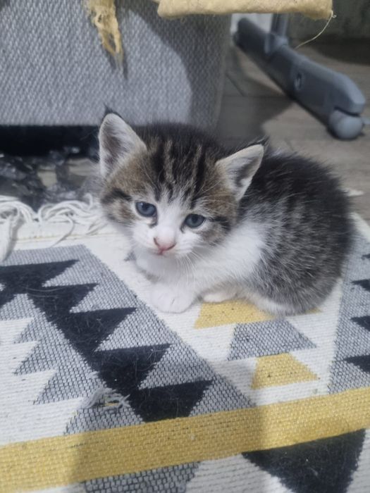 Котята в хорошие руки