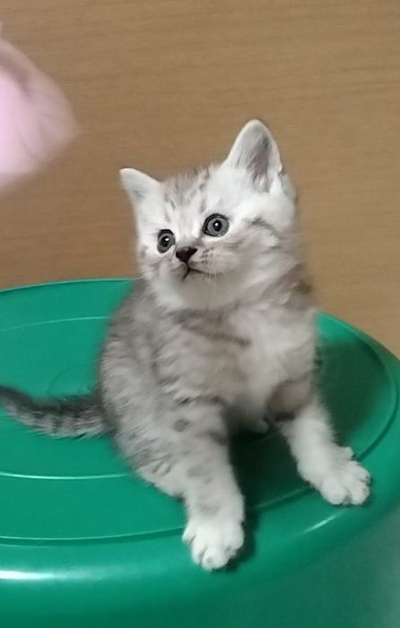 Шотландскае Скоттиш страйт