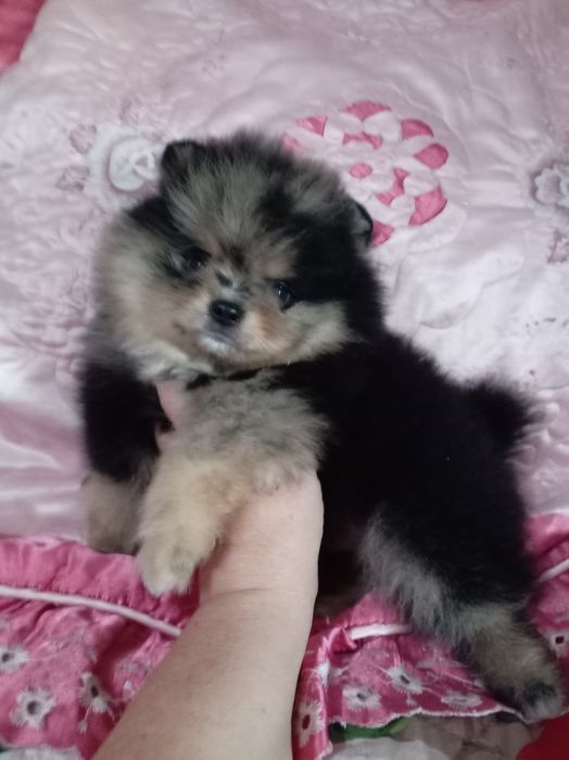 Продам щенков шпица