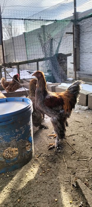 Cocos brahman tineri