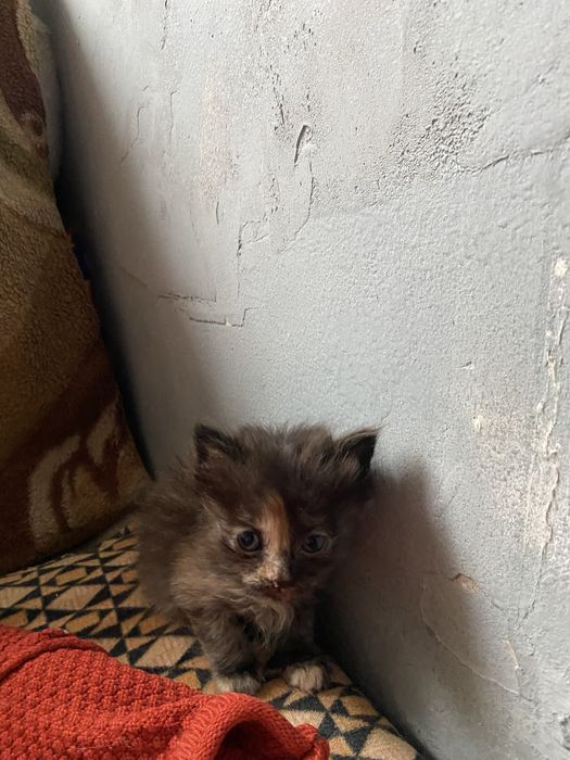 Дарим бесплатно кошек