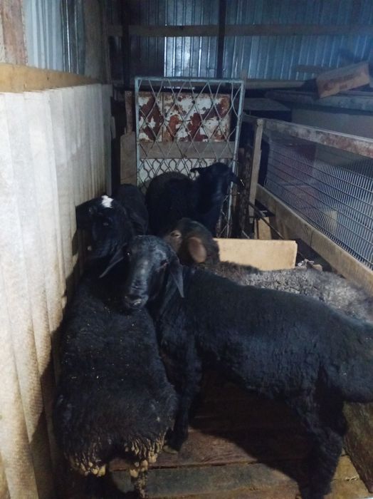 Семыз кой сатылады