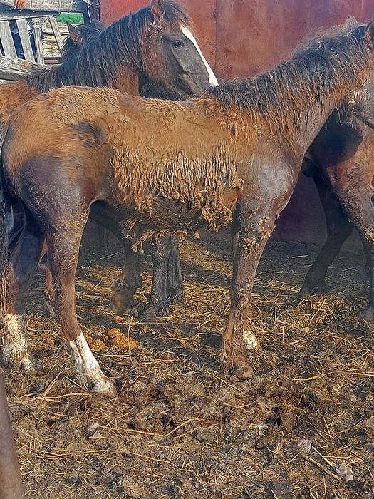 2 жасар тайлар сатылады откорм