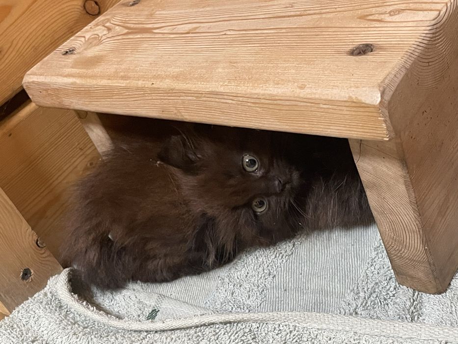 Котенок в хорошие руки