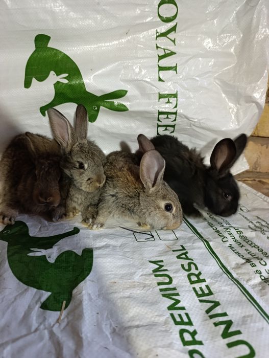 Velikan bollari. Ota strakach