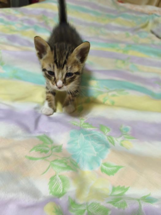 Adoptie pui pisica