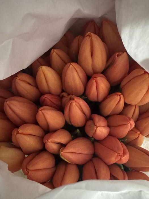 тюльпаны оптом и в розницу