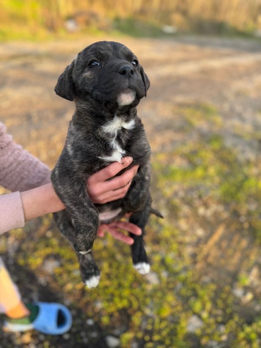 Кученца Кане Корсо