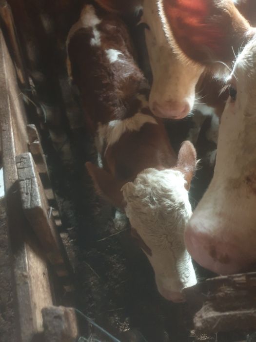 Vând vitel baltata românească  cu acte în regula