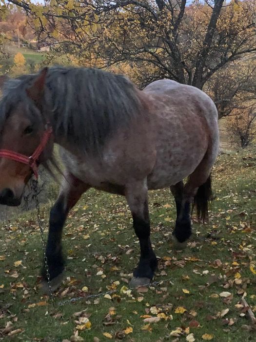 Vând Iapă  murană