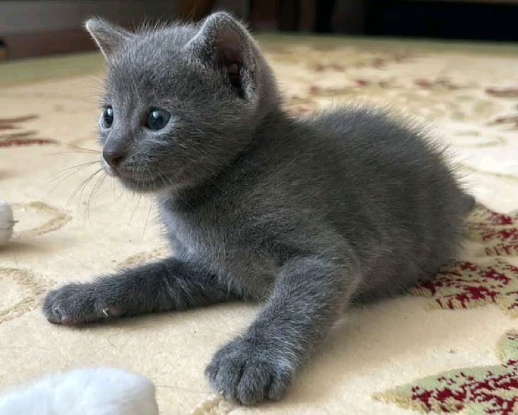 Котёнок русская голубая