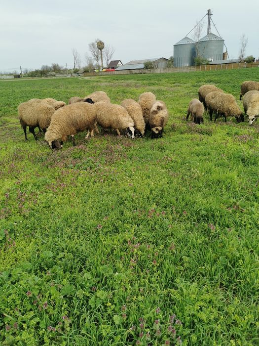 Oi carabase de vânzare