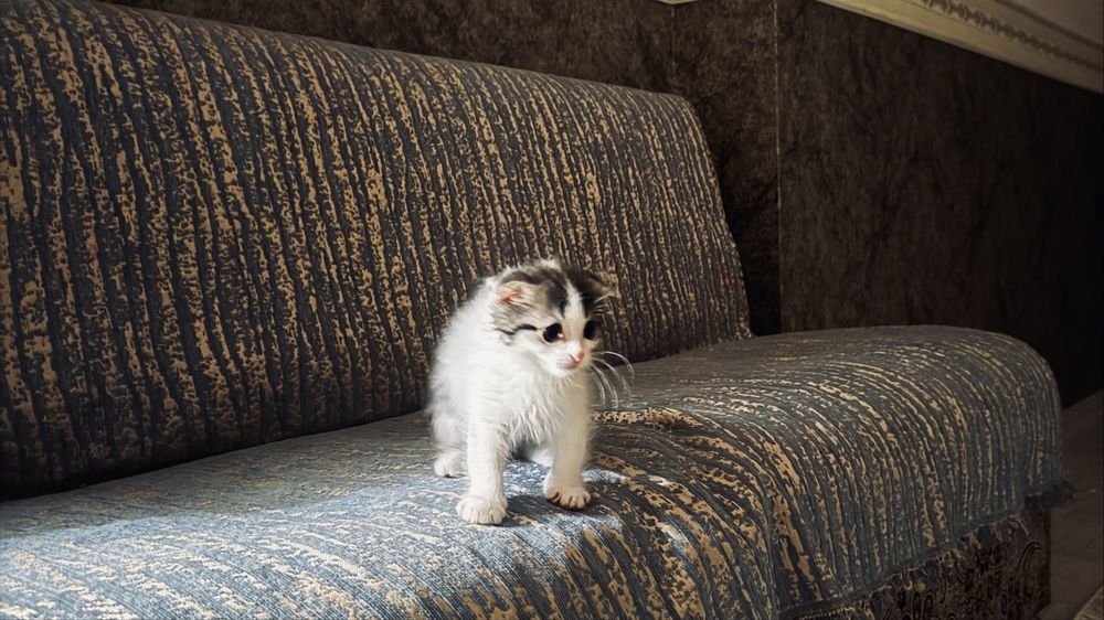 Шотландский котенок1
