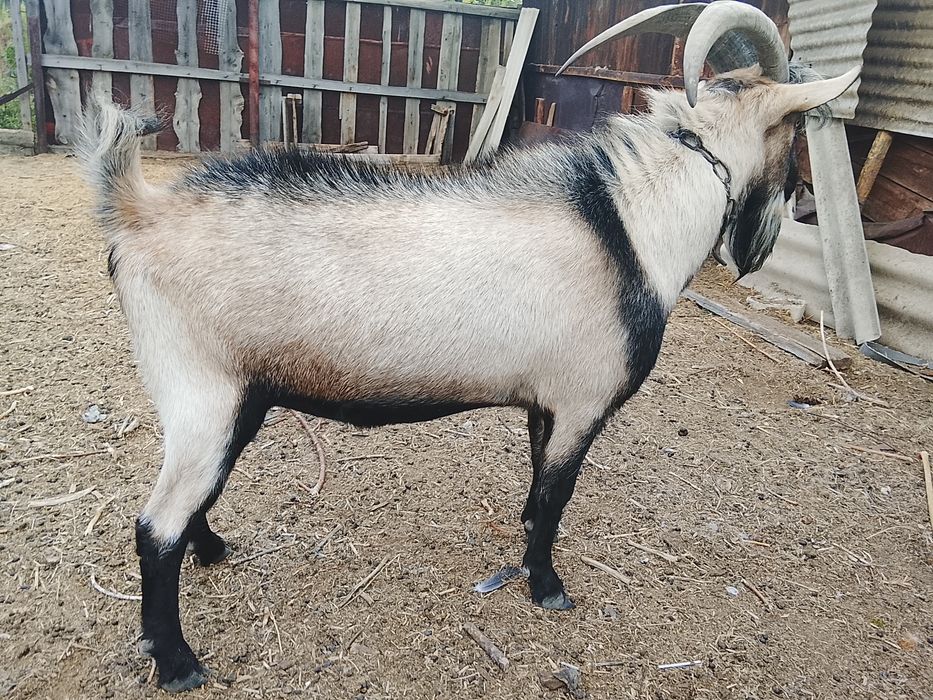 Продам козла племенного