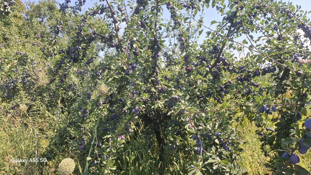 Prune proaspete de vânzare – Soiurile Stanley și Anna Spath