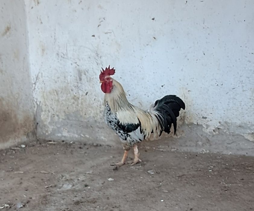 Қораз сатылады н/е обмен