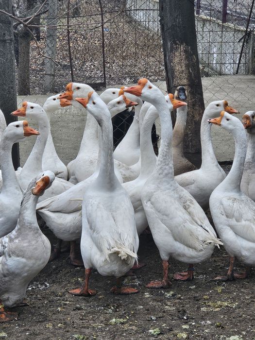 Pereche gaste chinezesti