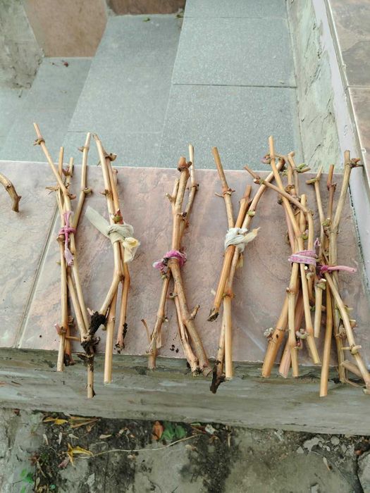 черенки винограда